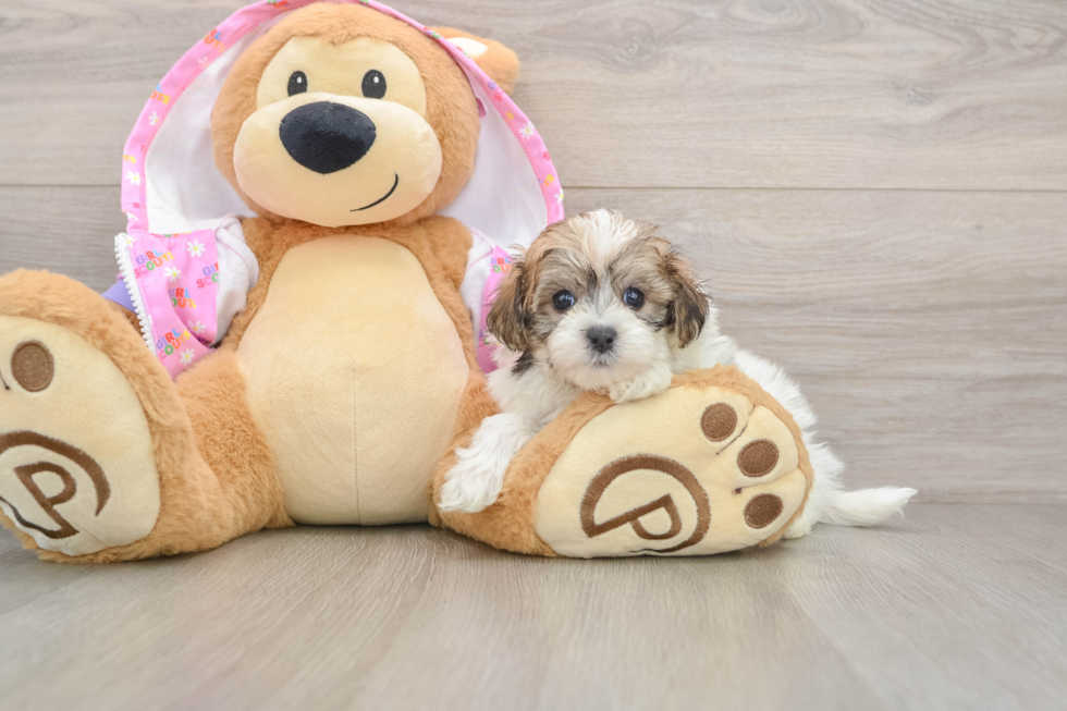 Maltipoo Puppy for Adoption