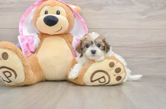 Maltipoo Puppy for Adoption