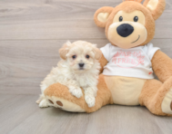 8 week old Maltipoo Puppy For Sale - Premier Pups
