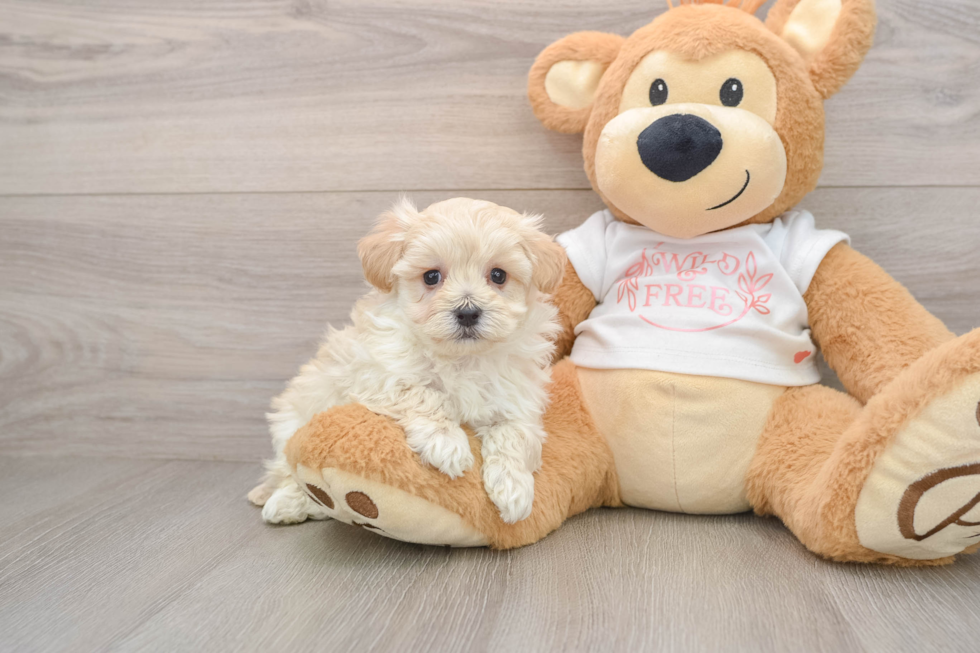 Best Maltipoo Baby