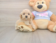 7 week old Maltipoo Puppy For Sale - Premier Pups