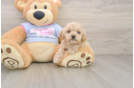 Best Maltipoo Baby