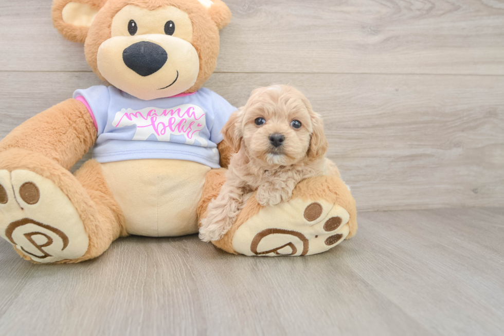 Best Maltipoo Baby