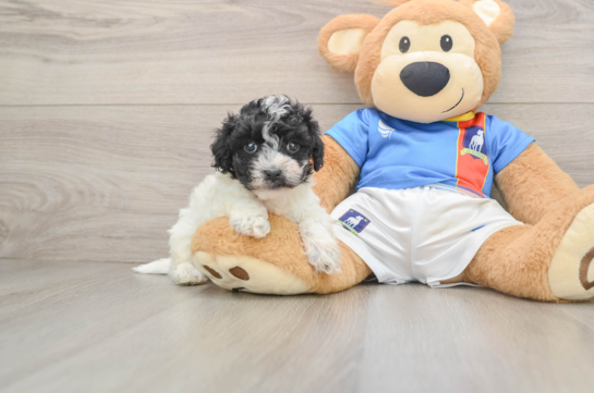 Adorable Malt Oodle Poodle Mix Puppy