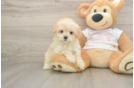 Happy Maltipoo Baby