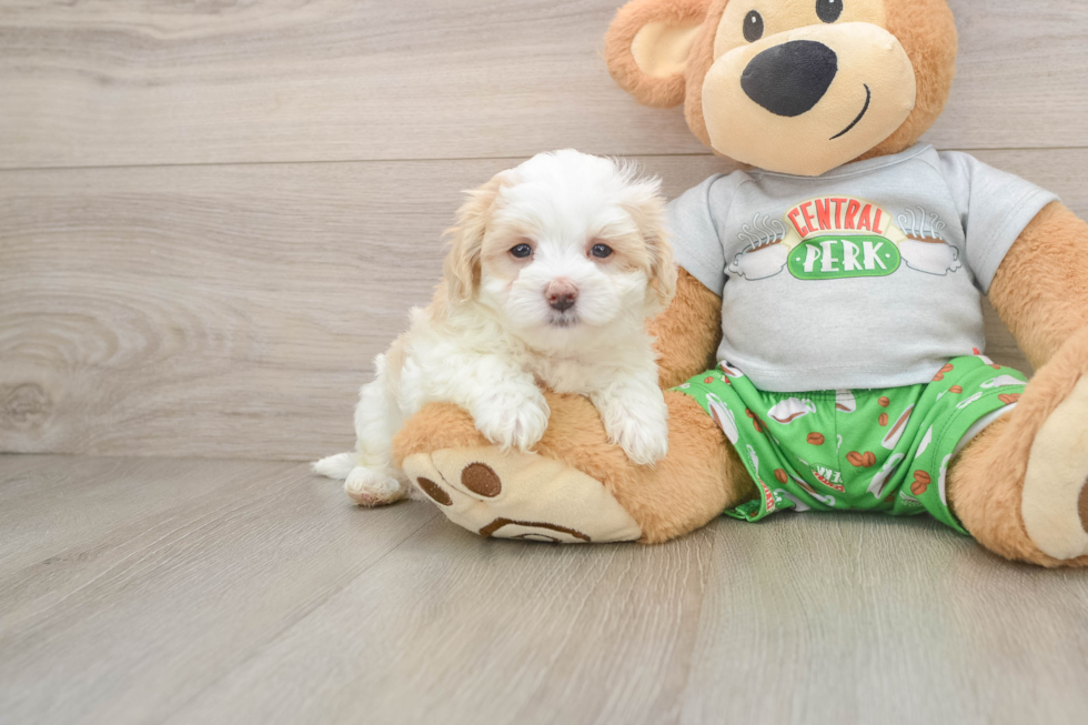 Sweet Maltipoo Baby
