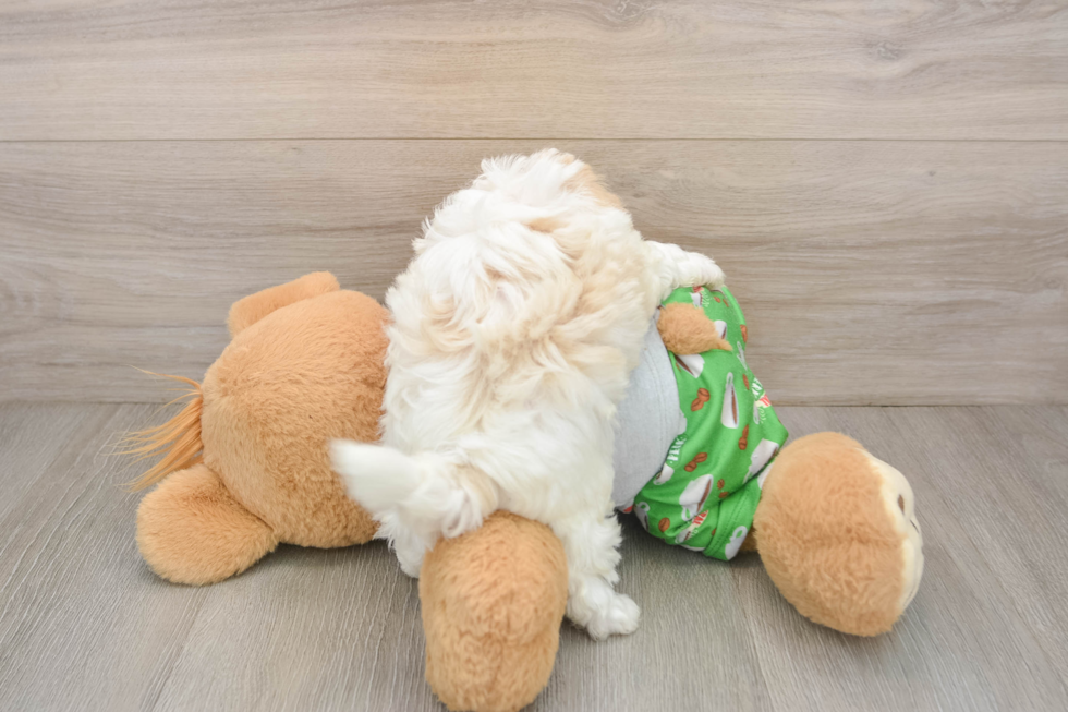 Maltipoo Puppy for Adoption