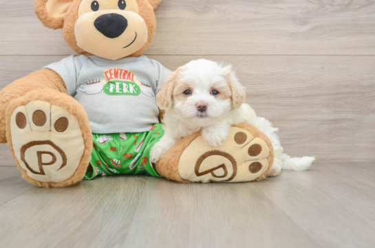Popular Maltipoo Poodle Mix Pup