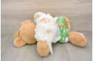 Playful Maltepoo Poodle Mix Puppy