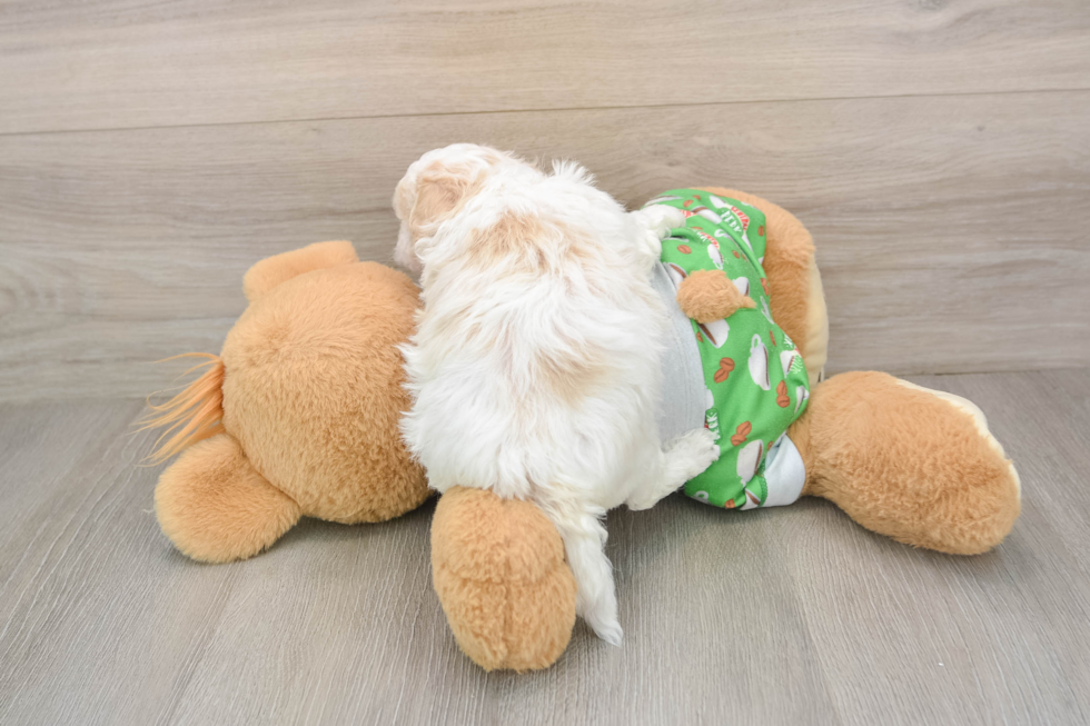 Playful Maltepoo Poodle Mix Puppy