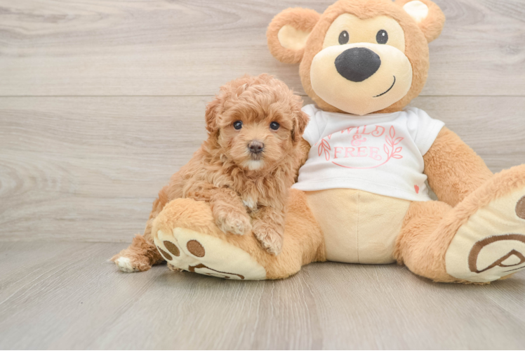 Best Maltipoo Baby
