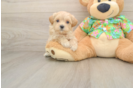 Maltipoo Pup Being Cute