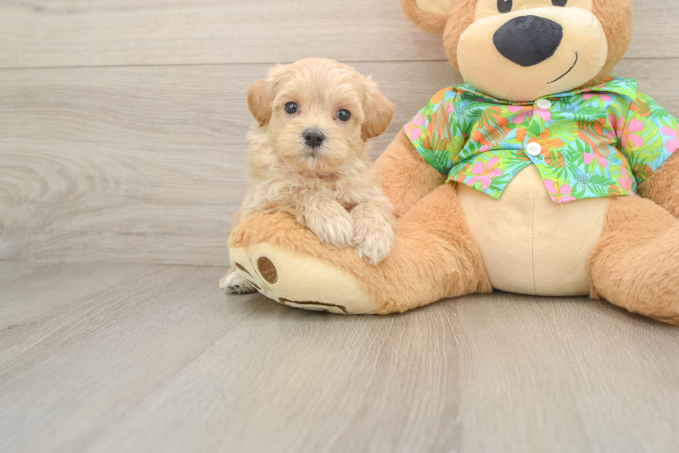 Maltipoo Pup Being Cute