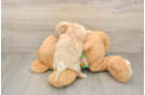 Funny Maltipoo Poodle Mix Pup