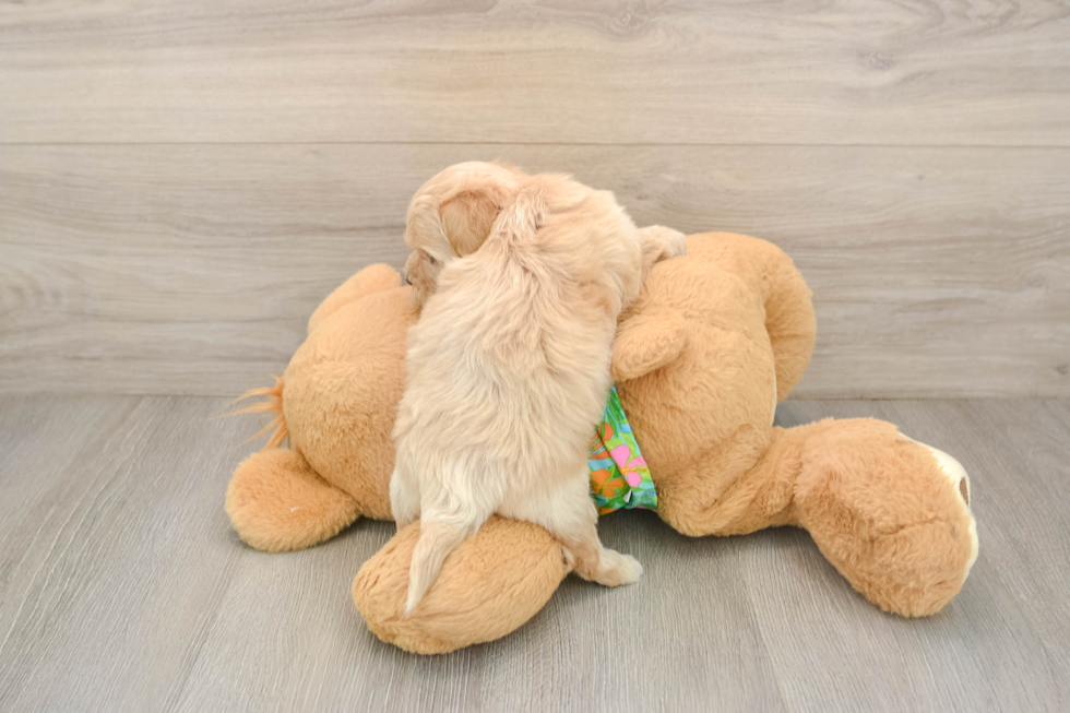 Funny Maltipoo Poodle Mix Pup