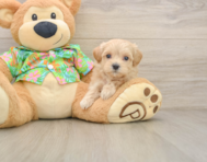 8 week old Maltipoo Puppy For Sale - Premier Pups