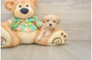 Energetic Malt a Poo Poodle Mix Puppy