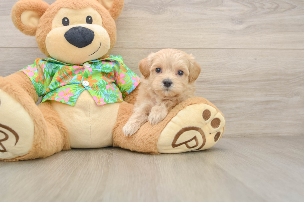 Energetic Malt a Poo Poodle Mix Puppy