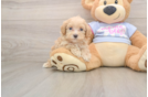 Funny Maltipoo Poodle Mix Pup