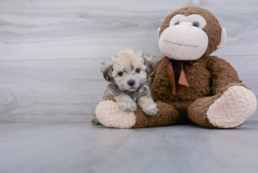 Popular Maltipoo Poodle Mix Pup