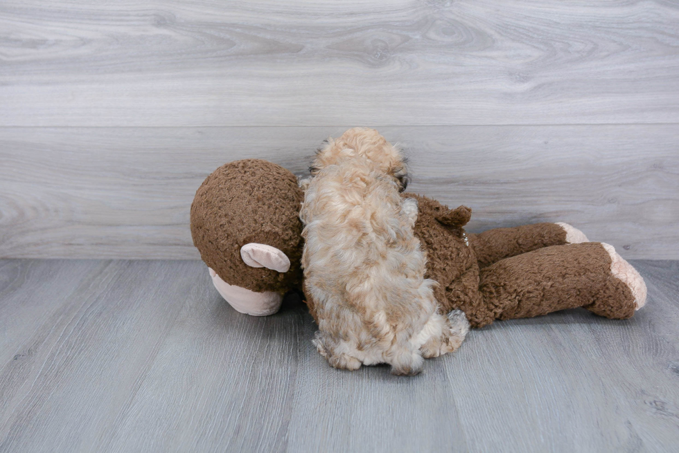 Little Maltepoo Poodle Mix Puppy