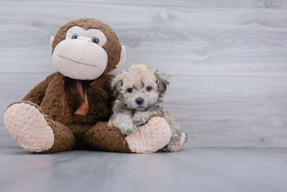 Maltipoo Pup Being Cute