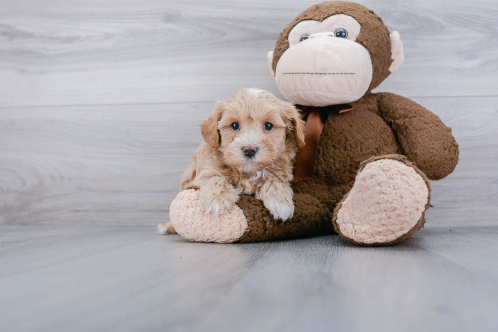 Smart Maltipoo Poodle Mix Pup