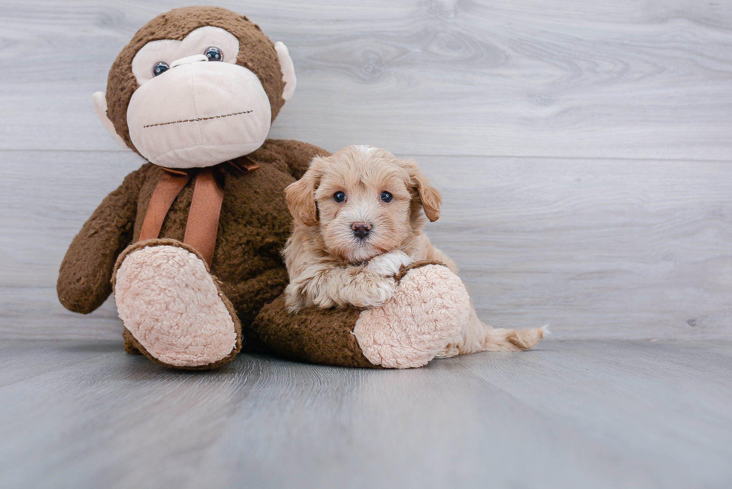 Popular Maltipoo Poodle Mix Pup