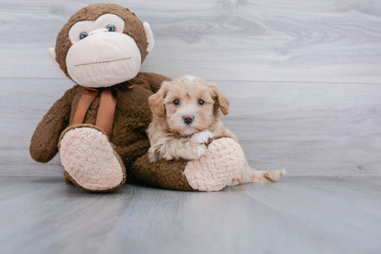 Popular Maltipoo Poodle Mix Pup