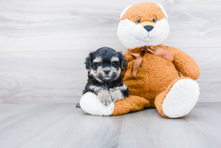 Maltipoo Puppy for Adoption