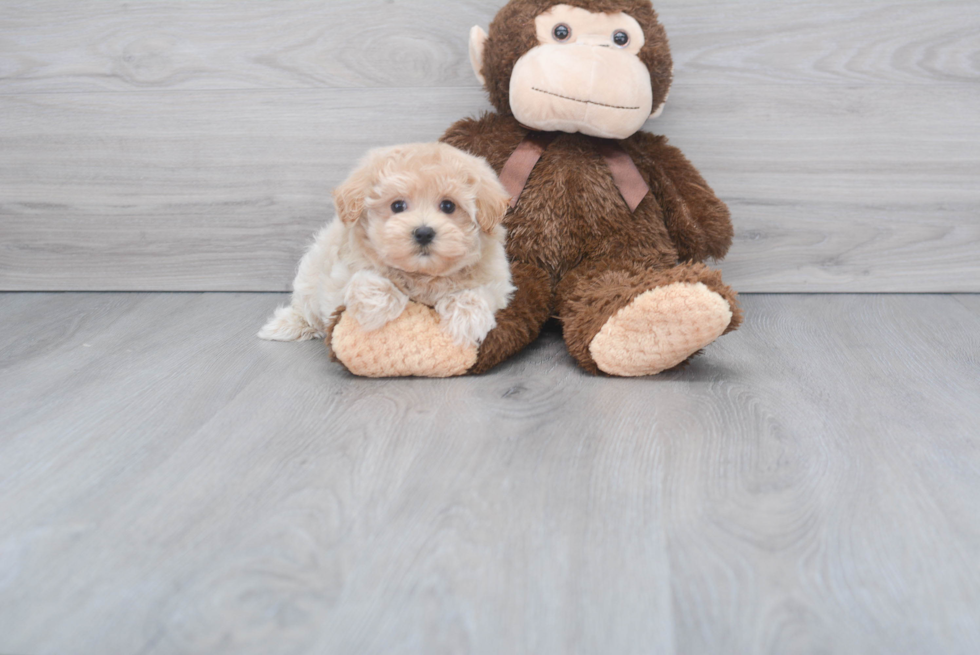 Maltipoo Pup Being Cute