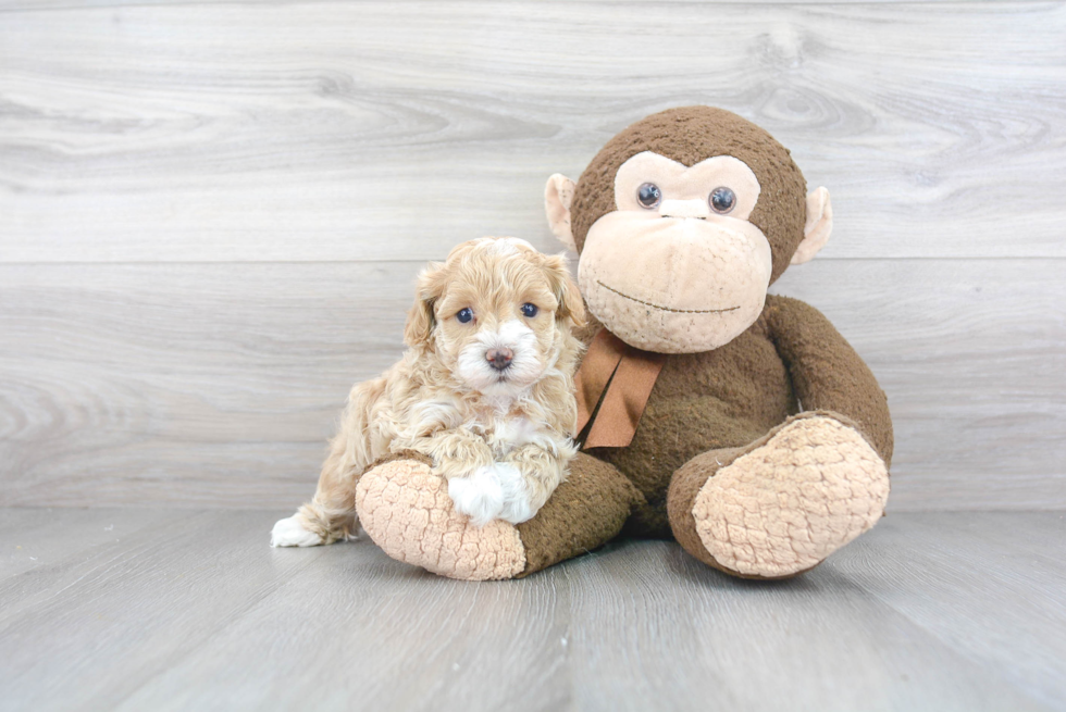 Happy Maltipoo Baby