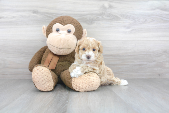 Maltipoo Pup Being Cute