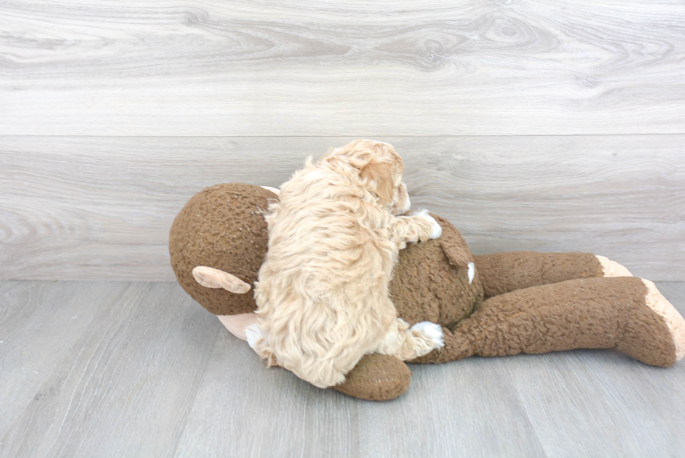 Little Maltepoo Poodle Mix Puppy