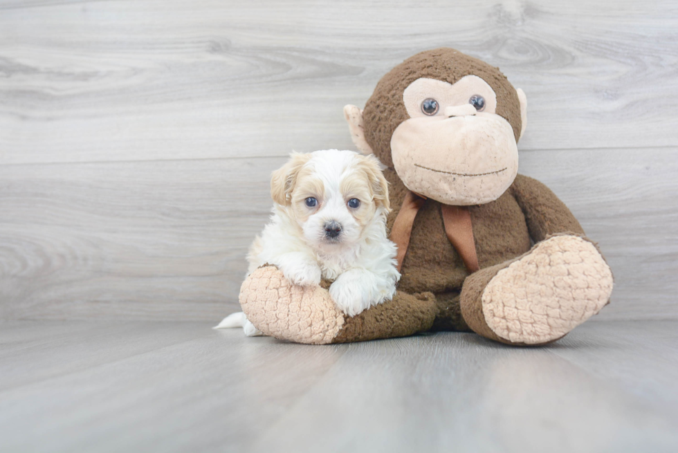 Maltipoo Puppy for Adoption