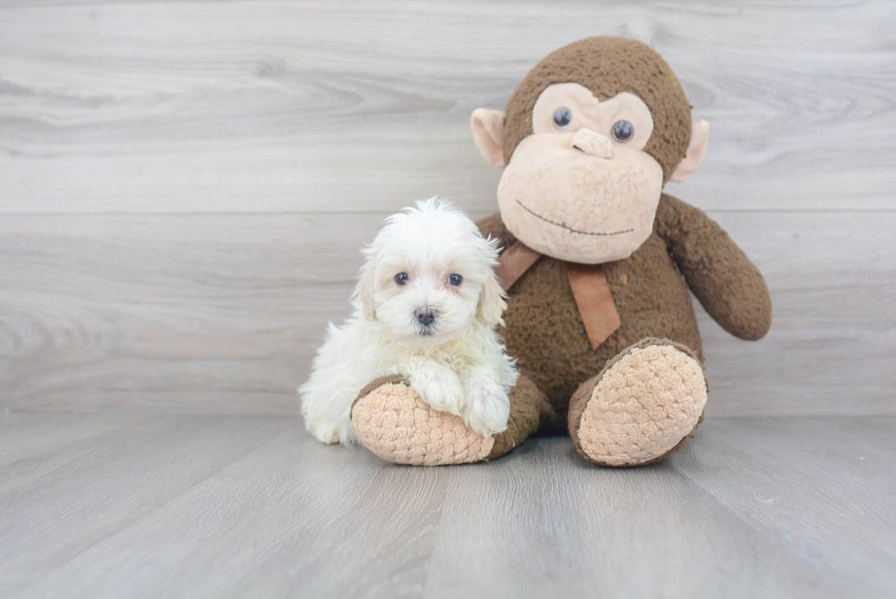 Best Maltipoo Baby