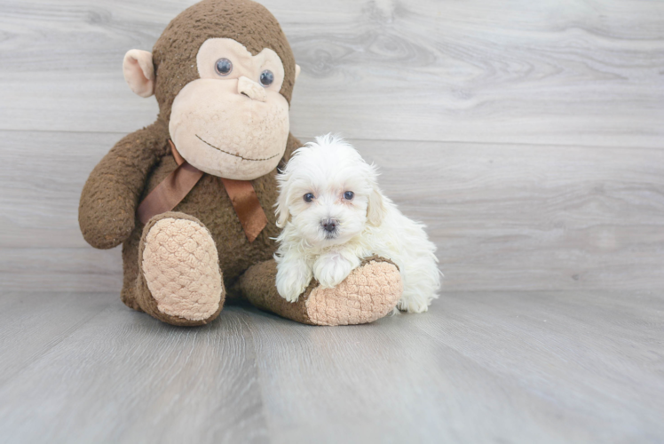 Best Maltipoo Baby