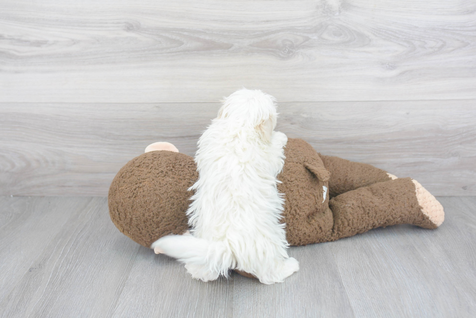 Maltipoo Pup Being Cute