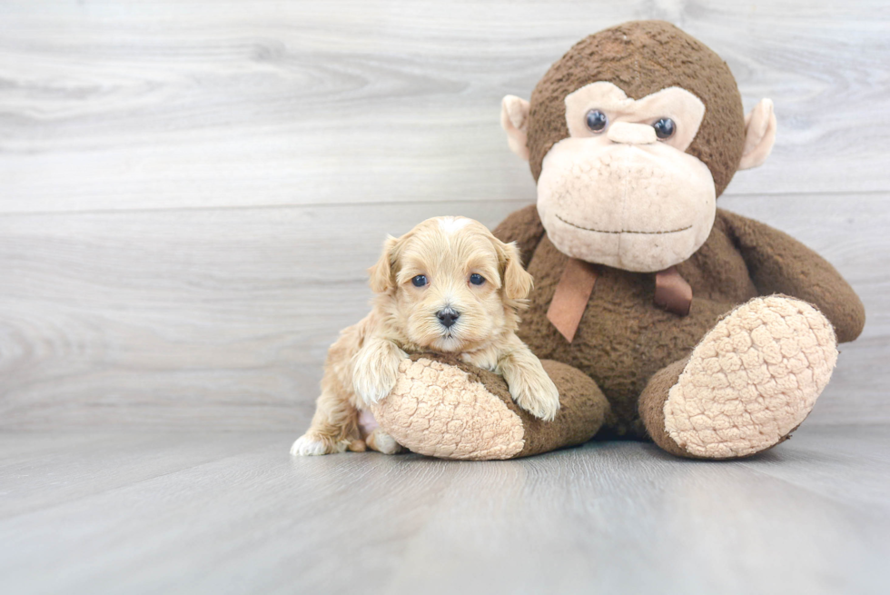 Energetic Maltese Poodle Poodle Mix Puppy