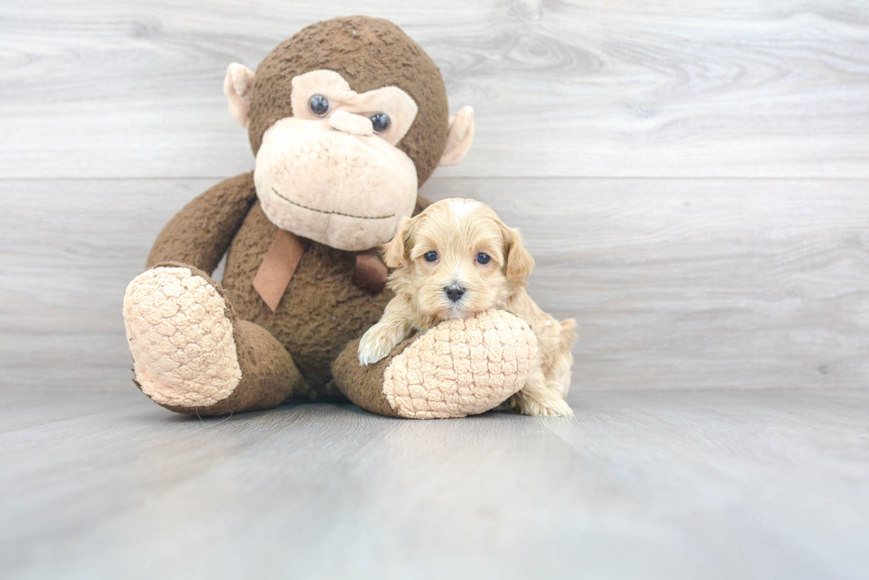 Friendly Maltipoo Baby