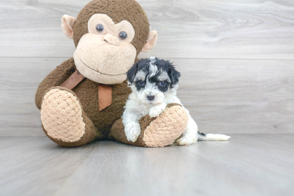 Maltipoo Puppy for Adoption