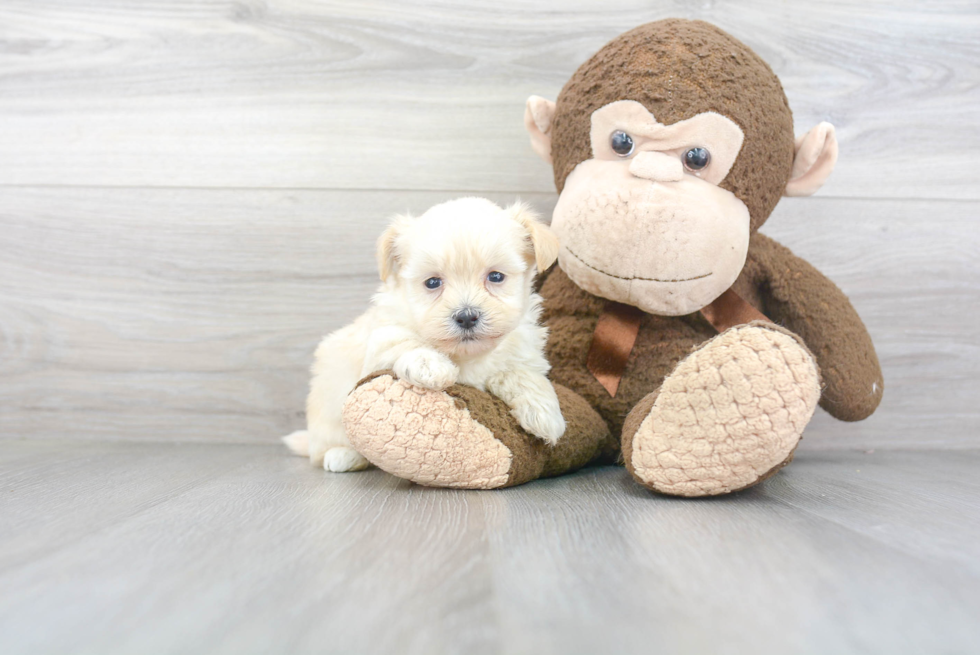 Smart Maltipoo Poodle Mix Pup