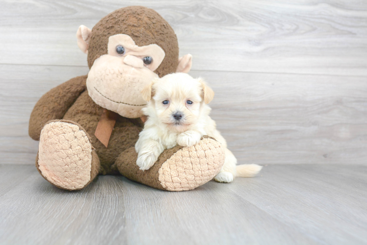 Maltipoo Puppy for Adoption