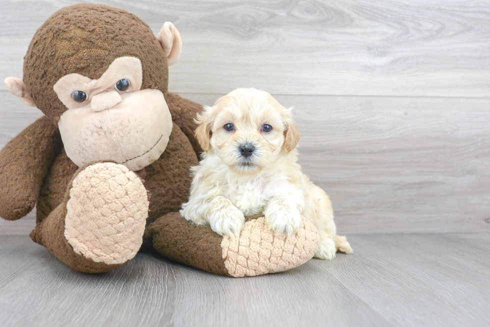 Maltipoo Puppy for Adoption