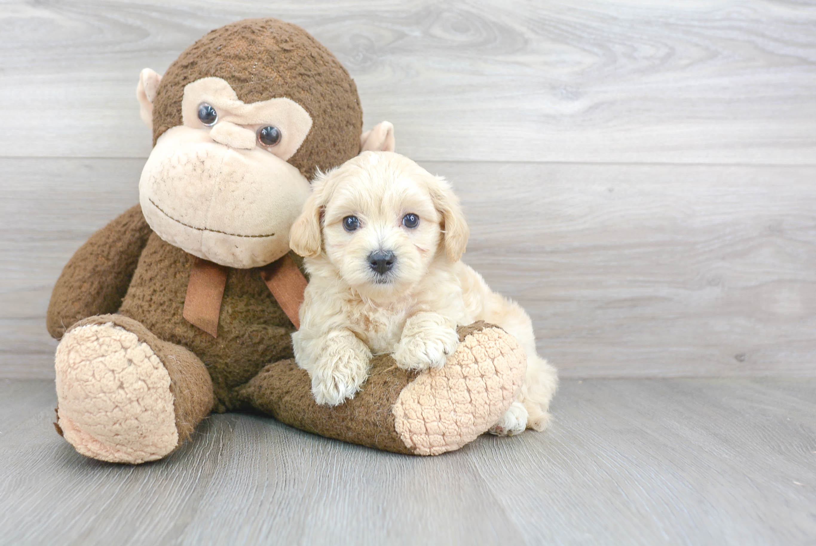 Best Maltipoo Baby