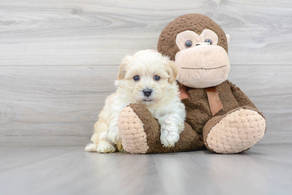 Best Maltipoo Baby