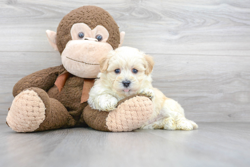 Maltipoo Puppy for Adoption