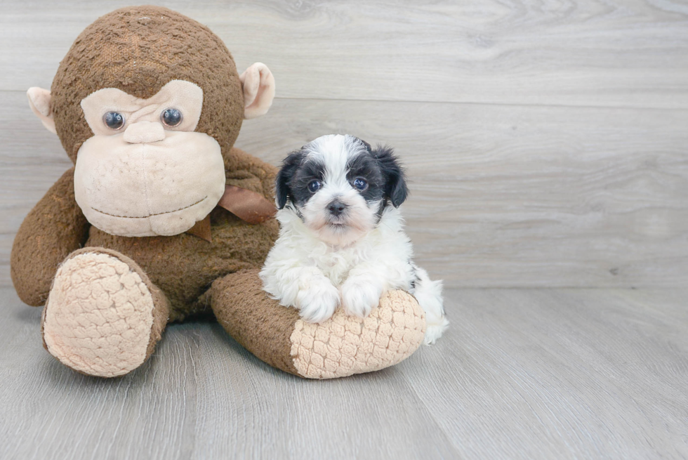 Maltipoo Puppy for Adoption