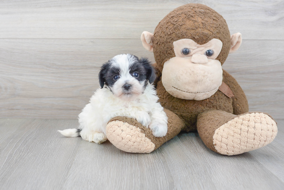 Best Maltipoo Baby