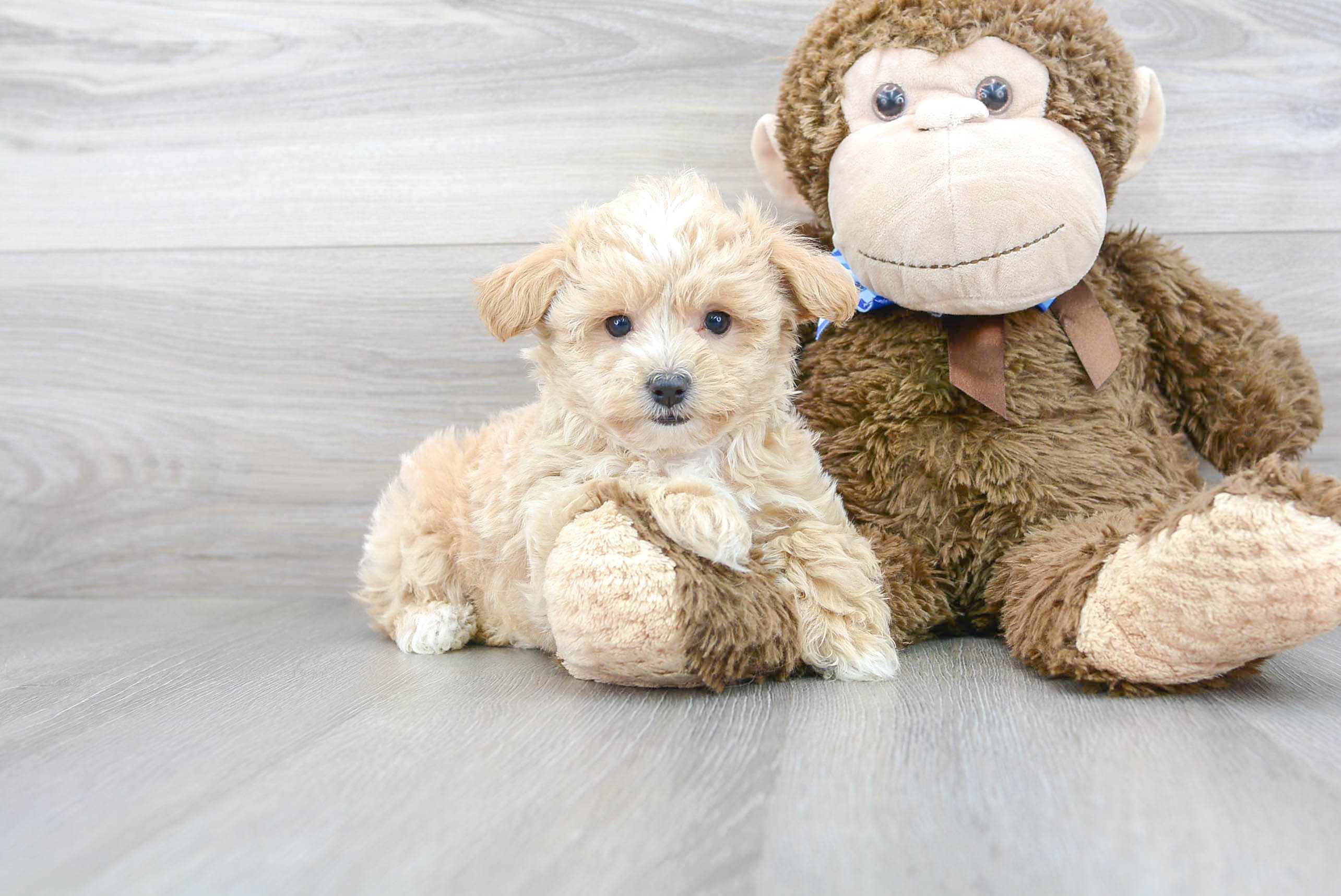 Friendly Maltipoo Baby
